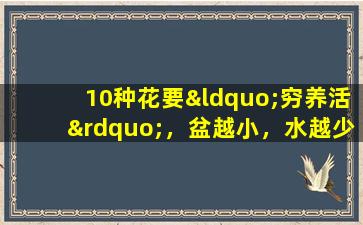 10种花要“穷养活”，盆越小，水越少，开花越劲爆！