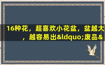 16种花，超喜欢小花盆，盆越大，越容易出“废品”