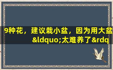 9种花，建议栽小盆，因为用大盆“太难养了”