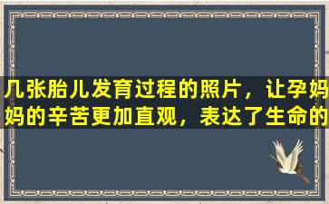 几张胎儿发育过程的照片，让孕妈妈的辛苦更加直观，表达了生命的伟大。