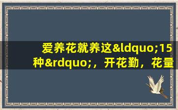 爱养花就养这“15种”，开花勤，花量大，人称“爆花小机器”